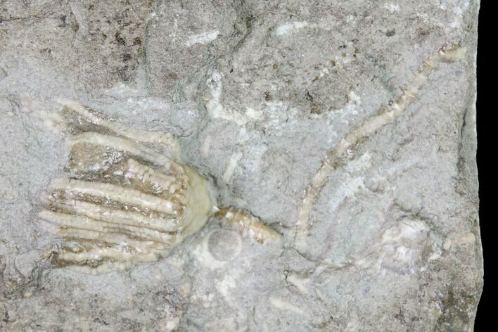 Fossil Crinoid (Eretmocrinus) - Gilmore City, Iowa #149033